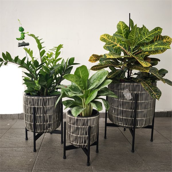 סל דמוי ראטן וצמח בית ירוק מתחלף