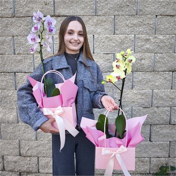 סחלב במבצע מטורף